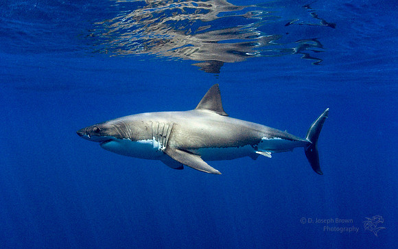 Great White Shark - Guadalupe Island, MX