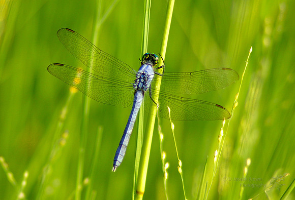 Blue Dragonfly in the Grass - Destin, FL