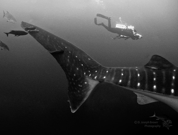 Whale Shark and Diver - Galapagos Islands, Ecuador