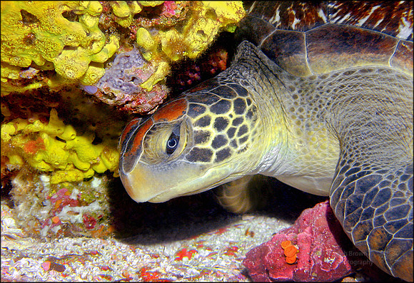 Loggerhead Turtle - Galapagos Islands, Ecuador