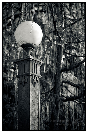 Forrest Light - UW Arboretum, Seattle, WA