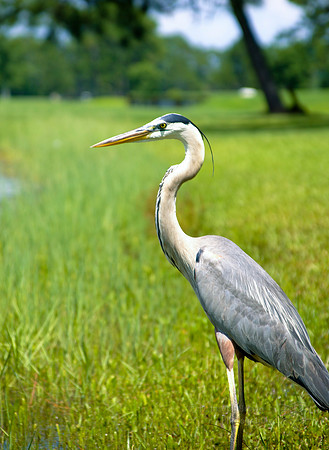 Great Blue Heron on Golf Course - Destin, FL