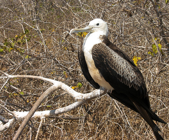 Frigate - Galapagos Islands