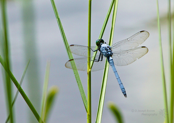 Blue Dragonfly on the Beach - Destin, FL