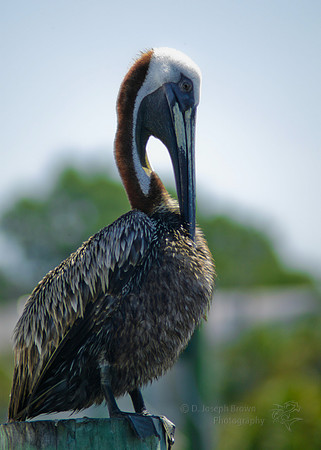 Pelican - Destin, FL