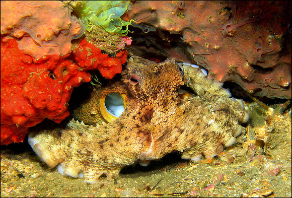 Carribean Octopus - Cozumel, MX