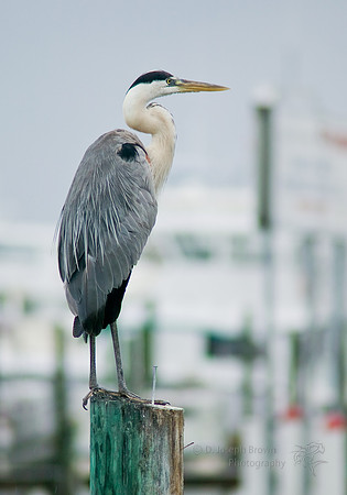 Vigillant - Great Blue Heron, Destin, FL