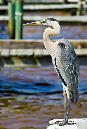 Great Blue Heron - Destin, FL