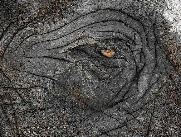 Wisdom of the Ages 1 - Elephant at San Diego Zoo, CA