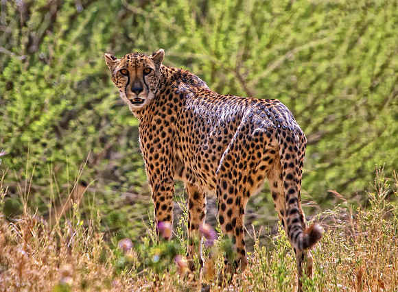 Leopard at The Living Desert - Palm Desert, CA