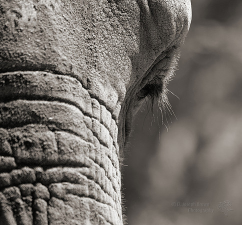 Wisdom of the Ages 2 - Elephant at San Diego Zoo, CA