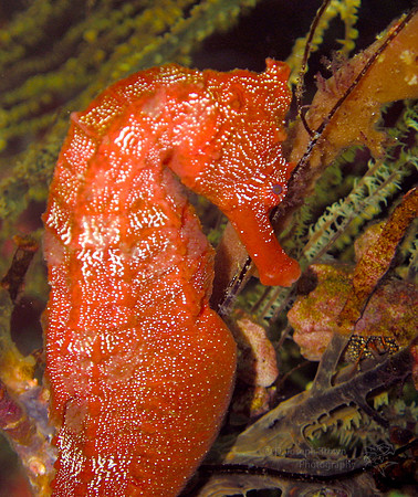 Galapagos Sea Horse - Galapagos Islands, Ecuador