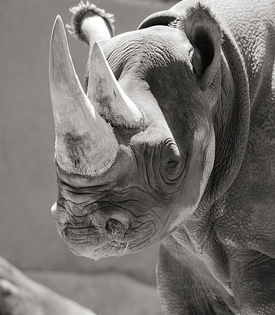 Nose Job - Rhinoceros at San Diego Zoo, CA