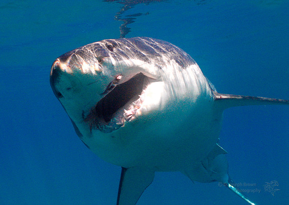 Great White Shark - Guadalupe Island, MX