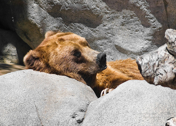 The Nap - California Golden Bear at San Diego Zoo, CA