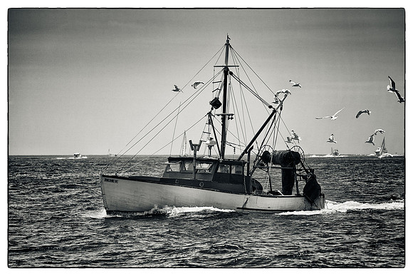 Bringing Home the Catch - Newport, RI