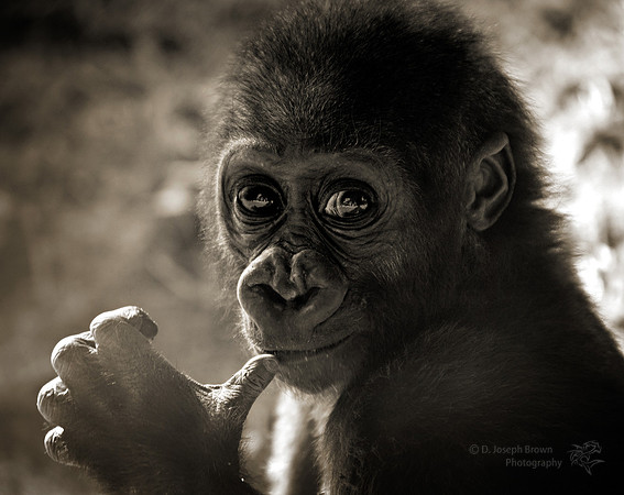 Innocence - Baby Gorilla at San Diego Zoo, CA