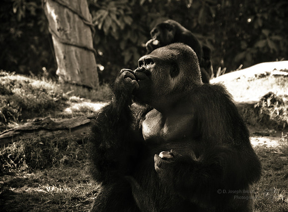 Contemplating Existensialism - Gorilla at San Diego Zoo, CA